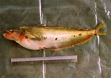 Record photograph for Wallago maculatus